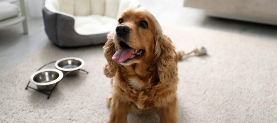 Budgeting for Pet-Friendly Short-Term Rentals in Cincinnati