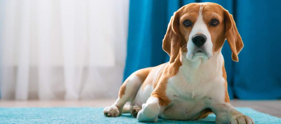 Pet-Friendly Short-Term Rentals in Cincinnati pet policy guide
